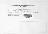 Marssonina kriegeriana image